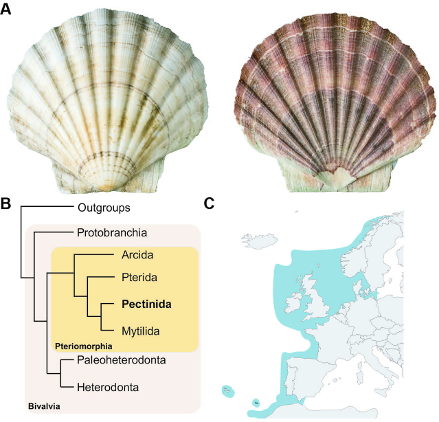 Figure 1: