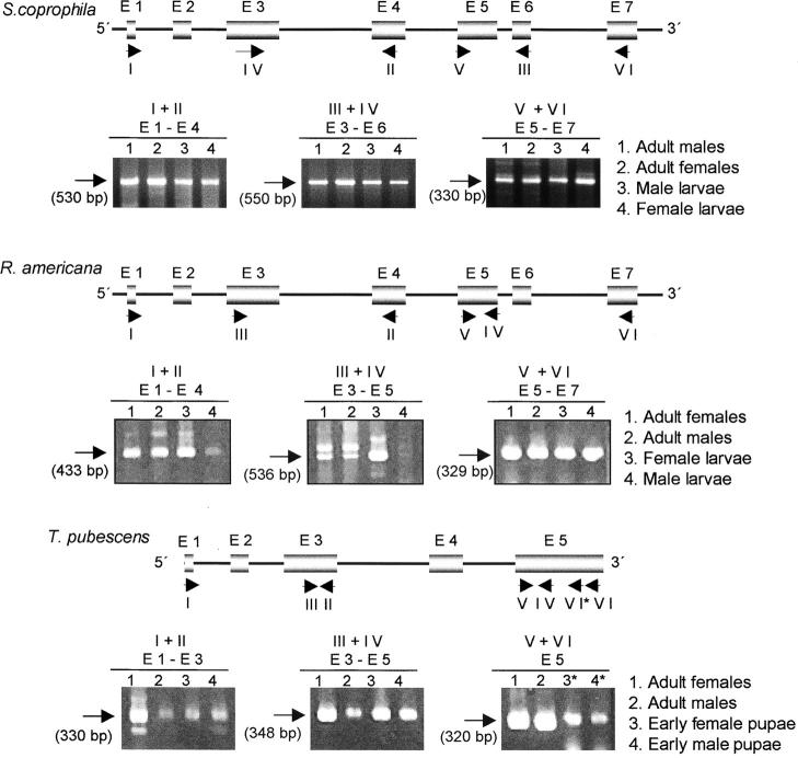 Figure 4.—