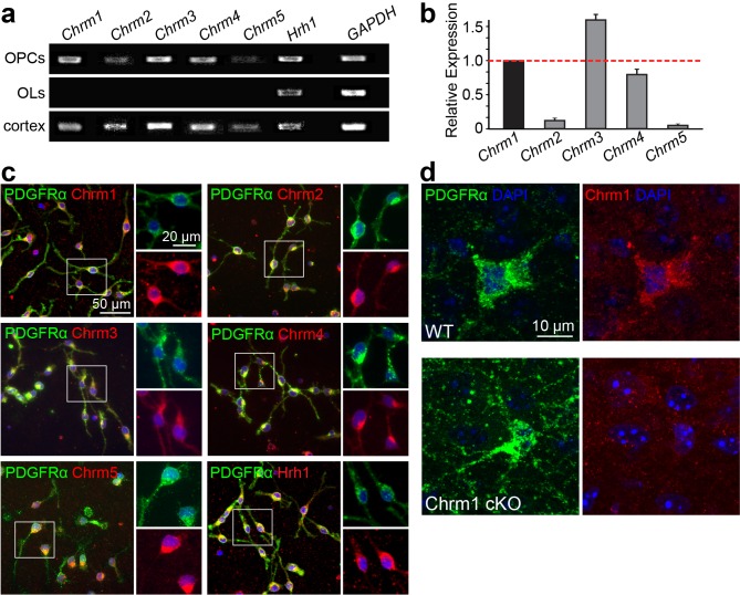 Figure 4—figure supplement 1.