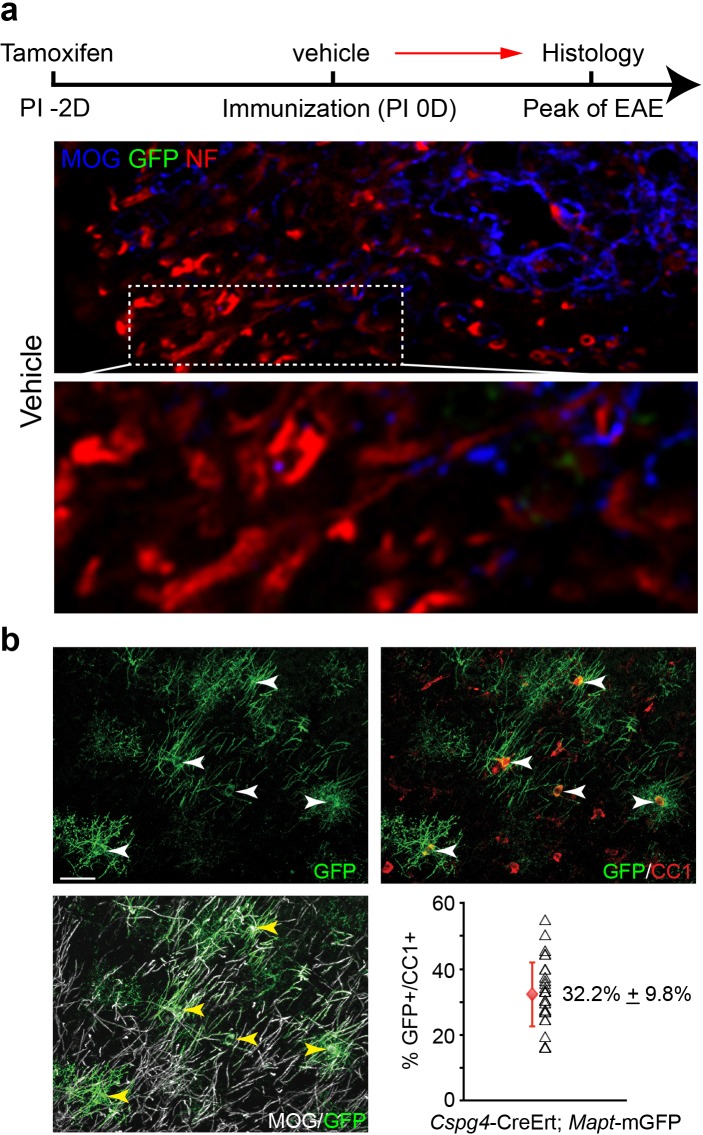 Figure 3—figure supplement 1.