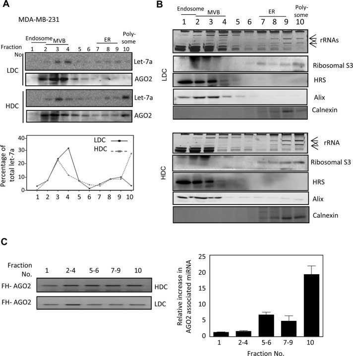 FIGURE 5: