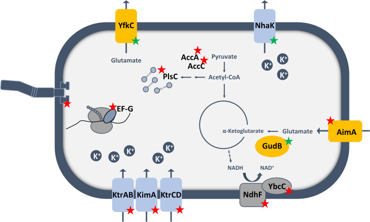 Fig 6