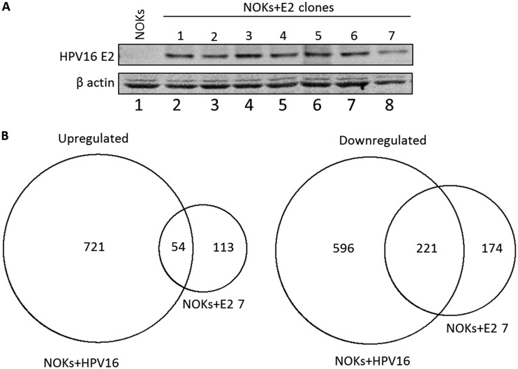 FIG 1