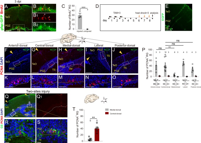 Figure 1—figure supplement 2.