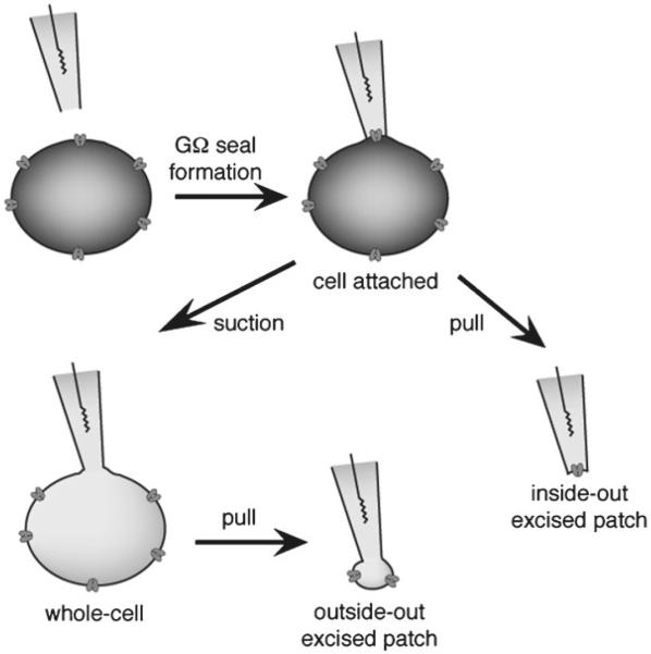 Fig. 2