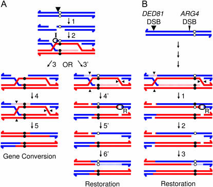 Figure 3.—