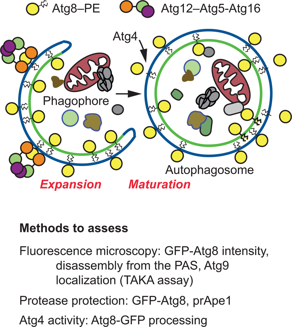 The yeast Saccharomyces cerevisiae: an overview of methods to study ...