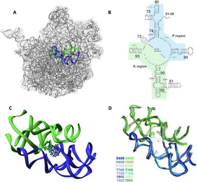 The conserved rRNA pocket corresponding to the protoribosome.