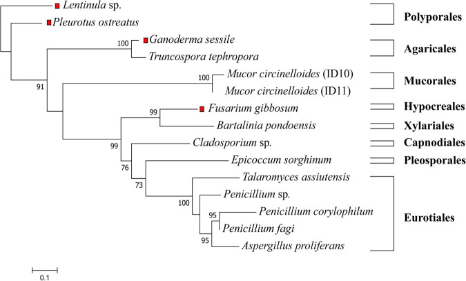 FIGURE 1