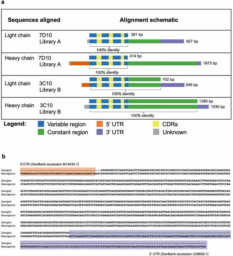 (a) Schematics of eight antibody sequences are color-coded to highlight the variable, constant, 5’ UTR, 3ʹUTR, CDR, and unknown regions. Long-read sequences are identical to the Sanger sequences for each of the 7D10 and 3C10 light and heavy chains and contain additional sequences at either end. (b) 16 lines of text shows 100% alignment of the 3C10 light-chain sequences from Sanger and Nanopore sequencing. The Nanopore sequence has extra sequence information at each end that is highlighted as orange and purple, and whose location in GenBank is indicated.