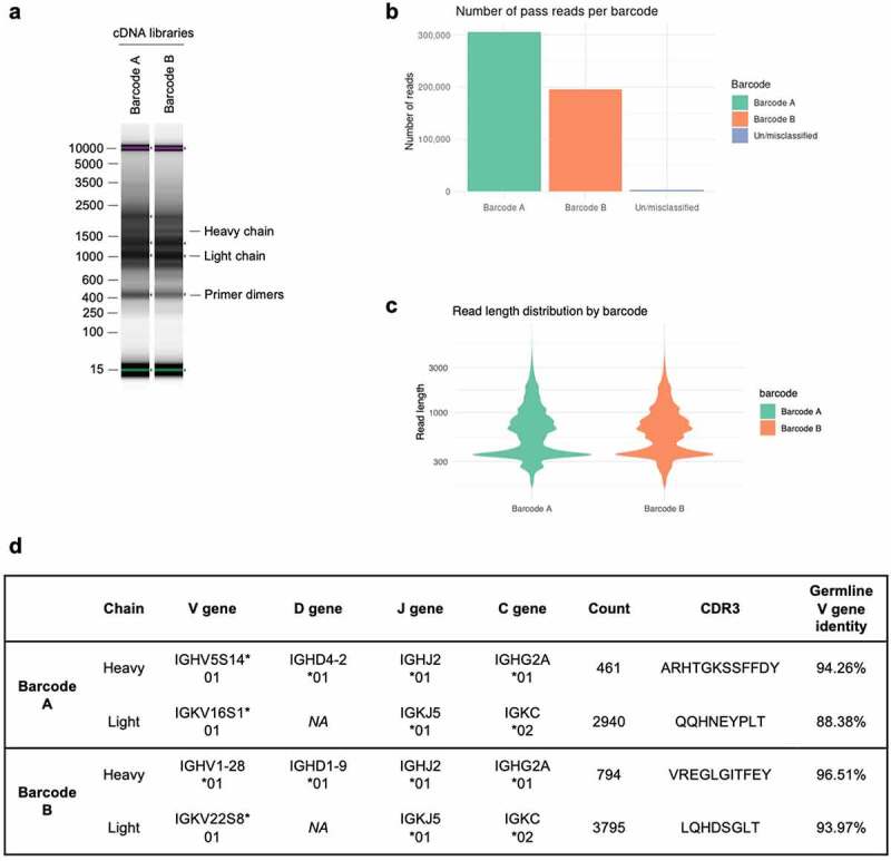 (a) Electrophoresis showing bands of DNA ranging in size from 400 to 2500 kilobases for cDNA libraries A and B. (b) Bar graph showing 300,000 pass reads for cDNA library A and 200,000 pass reads for cDNA library B. (c) Graph showing that cDNA libraries A and B both have a significant number of sequence reads at lengths in the range of 400–3000 bp. (d) Table of sequence characteristics for the heavy- and light-chain sequences obtained from cDNA libraries A and B.