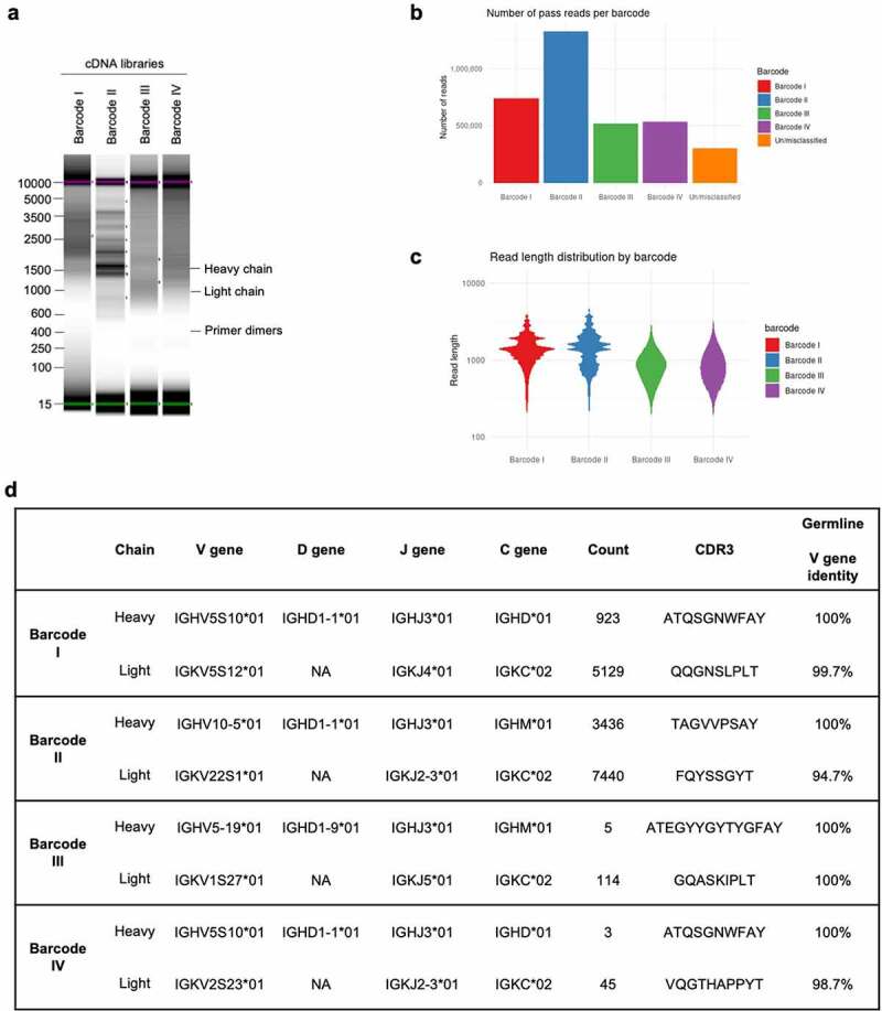 (a) Electrophoresis showing bands of DNA ranging in size from 600 to 3500 kilobases for cDNA libraries I, II, III, and IV. (b Bar graph showing >500,000 pass reads for cDNA libraries I, II, III, and IV, and ~300,000 un/misclassified reads. (c) Graph showing that average sequence read length is >1000 for cDNA libraries I and II and <1000 for cDNA libraries III and IV. (d) Table of sequence characteristics for the heavy- and light-chain sequences obtained from cDNA libraries I, II, III, and IV.