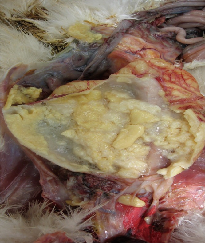 Figure 6.