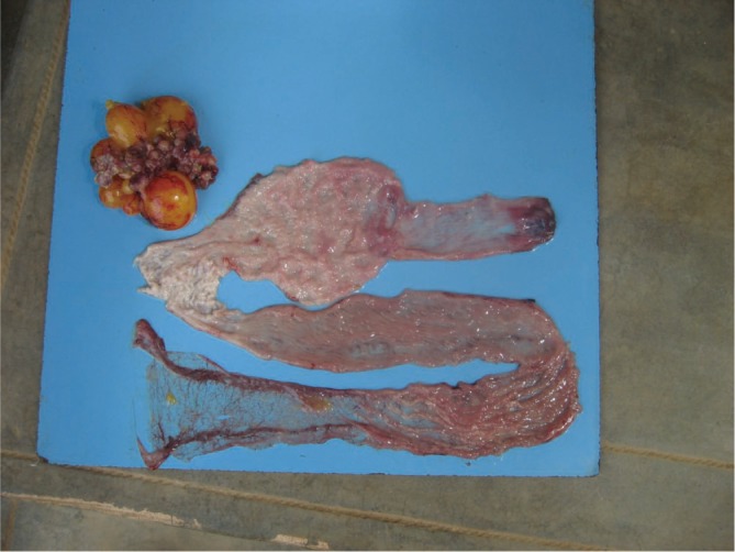 Figure 7.