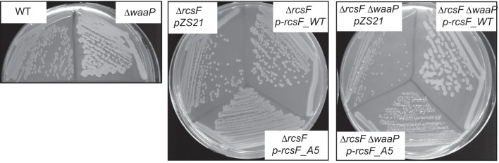 Figure 5—figure supplement 2.