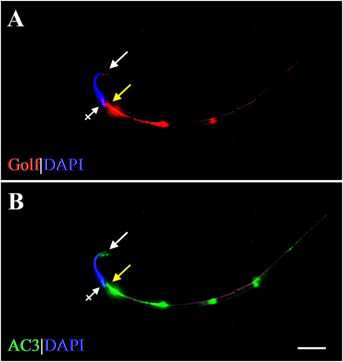 Figure 6.