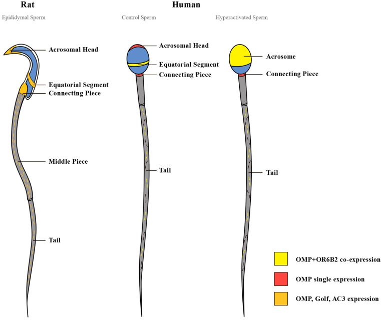 Figure 11.