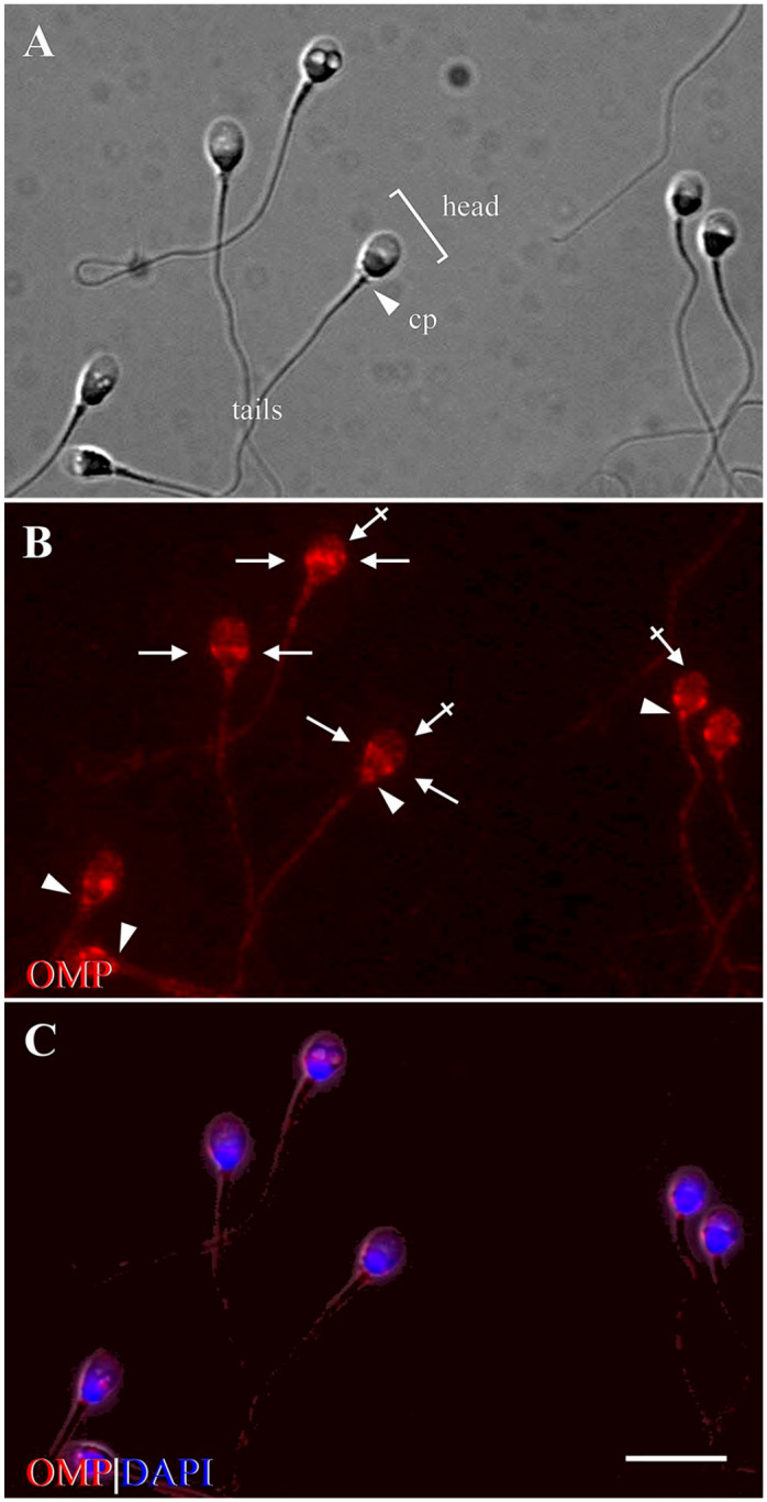 Figure 7.