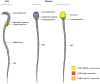 Figure 11.