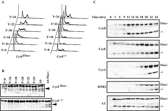 FIG. 7.