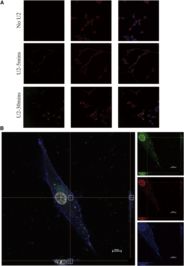 Figure 2