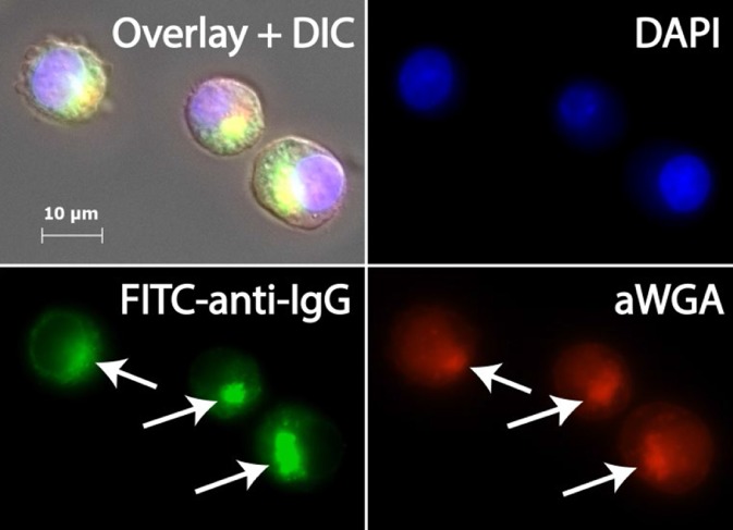 JCTB-5643-FIG-0008-c