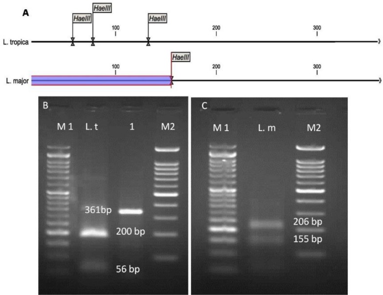 Fig. 2: