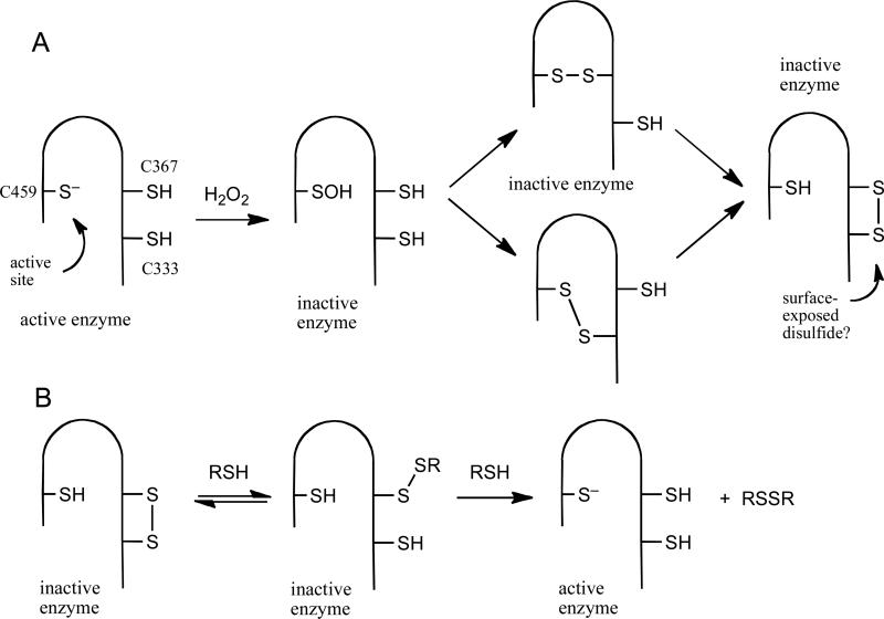 Scheme 5