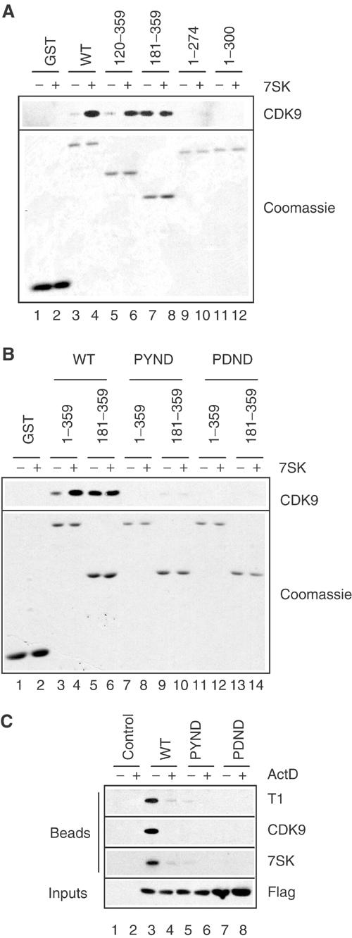 Binding of the 7SK snRNA turns the HEXIM1 protein into a P-TEFb (CDK9 ...