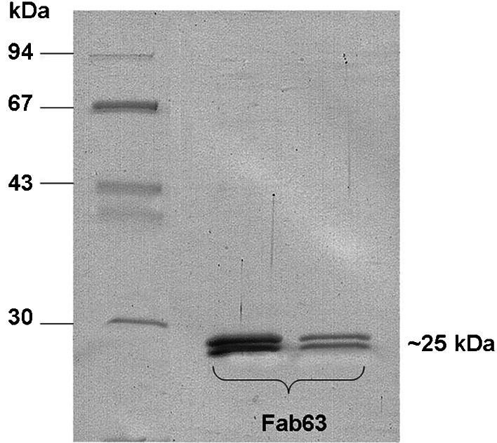 Fig. 1