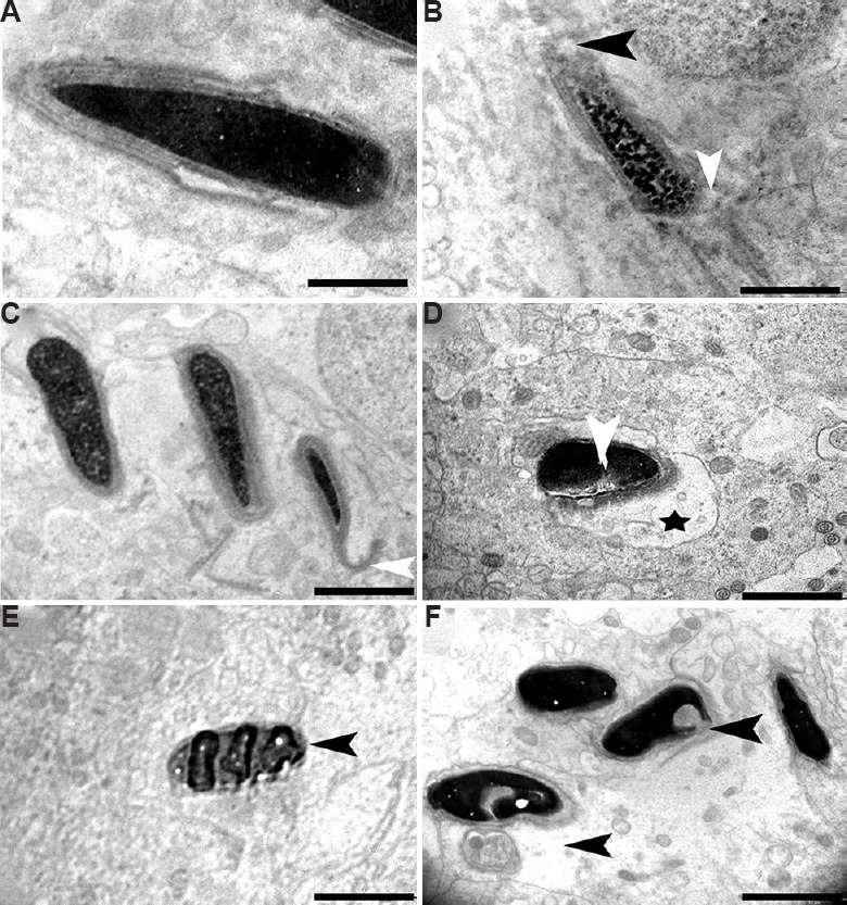 Fig. 13