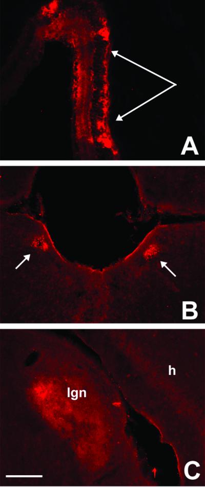 Fig 4.