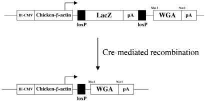 Fig 1.