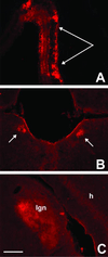 Fig 4.