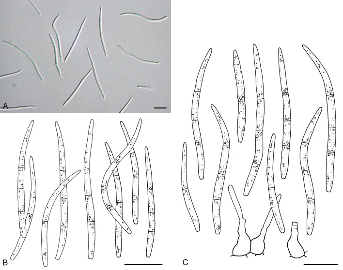 Fig. 14.