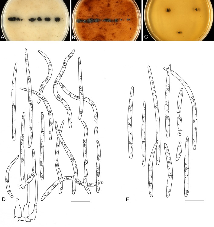 Fig. 12.