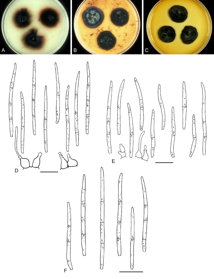 Fig. 31.