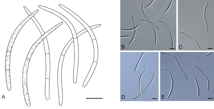 Fig. 6.