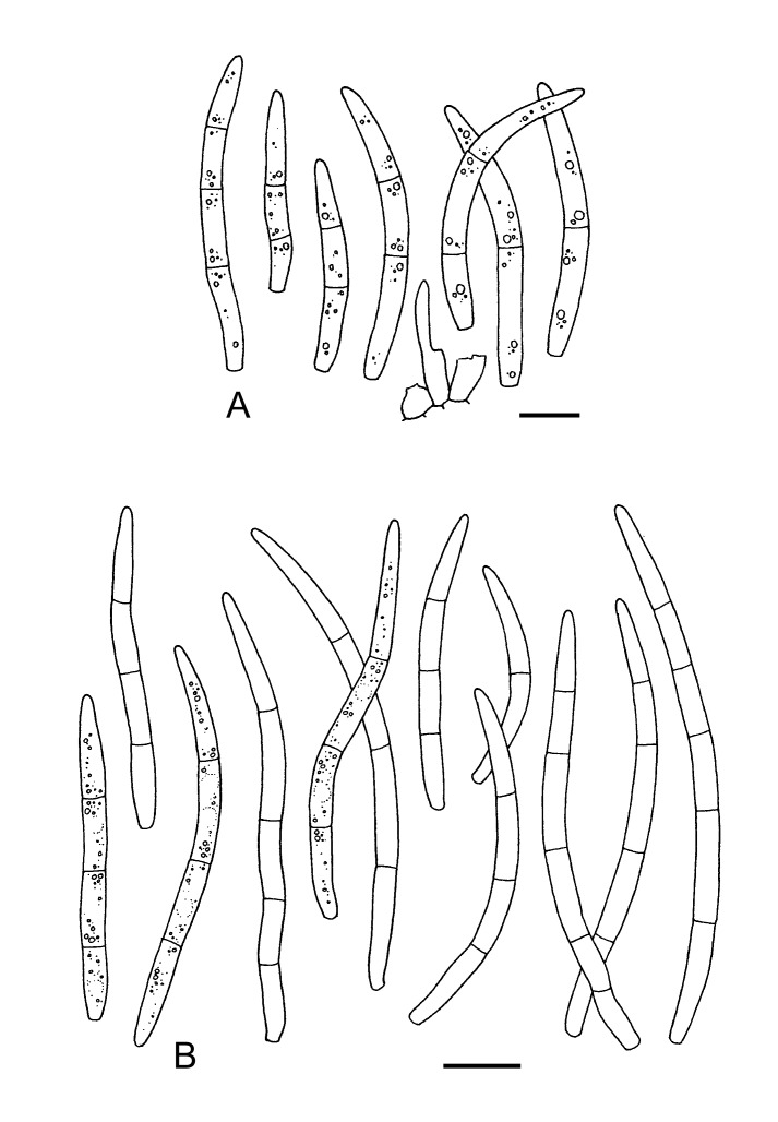 Fig. 42.