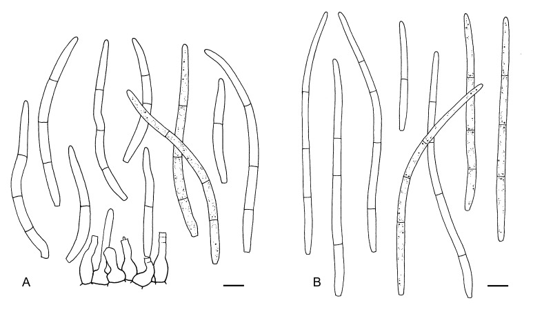 Fig. 47.