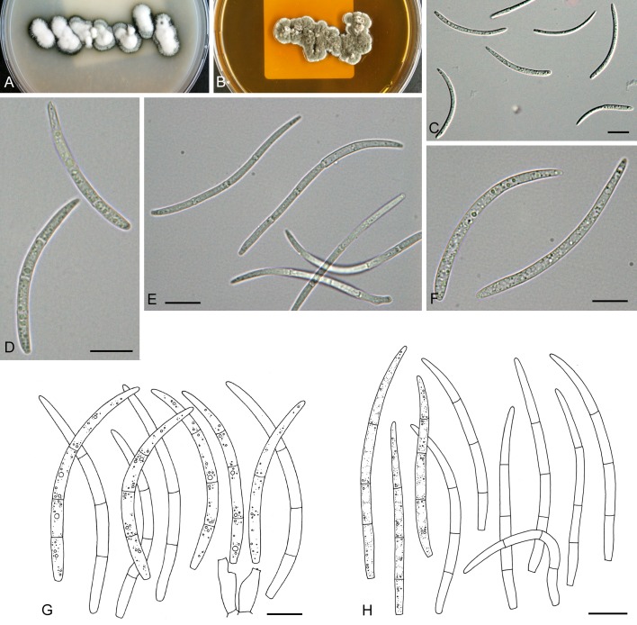 Fig. 15.