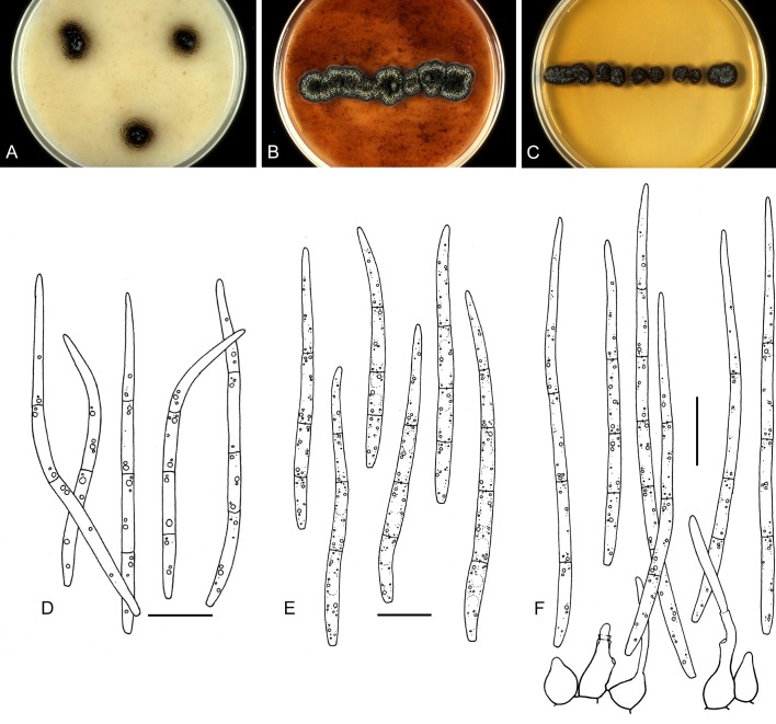 Fig. 24.