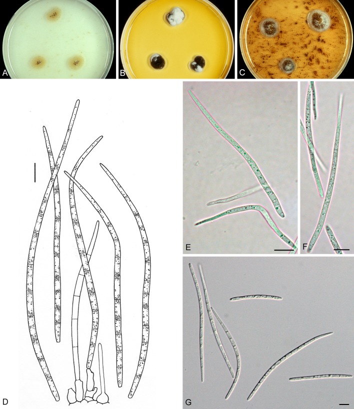 Fig. 25.