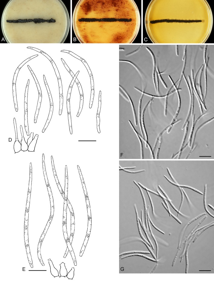 Fig. 34.