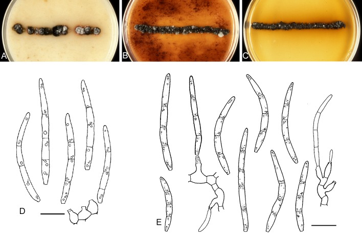 Fig. 37.