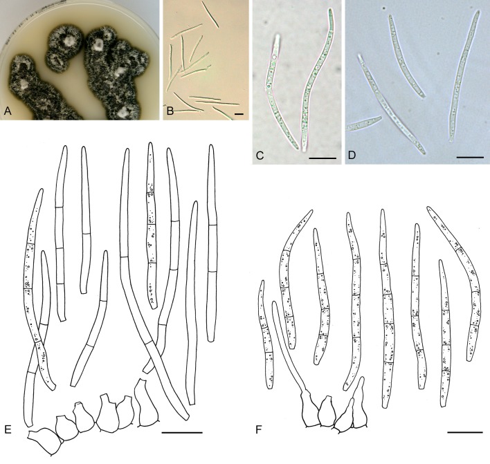 Fig. 9.