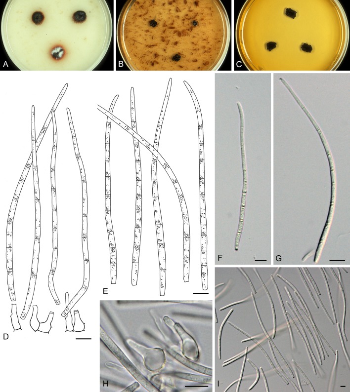 Fig. 10.