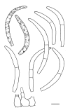 Fig. 21.