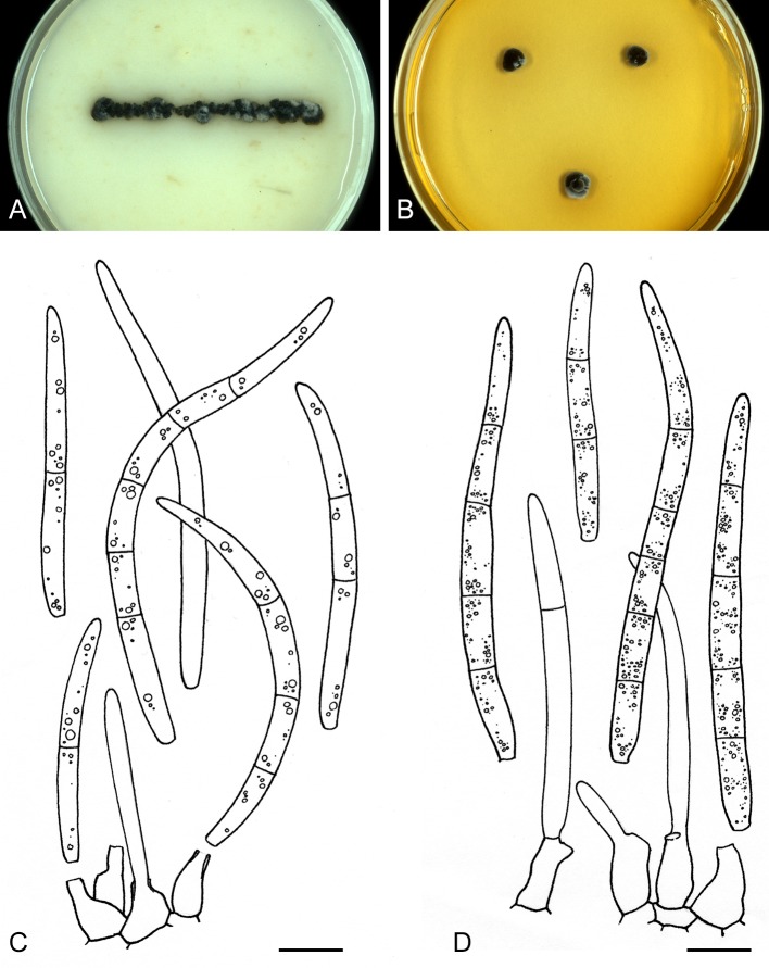 Fig. 13.