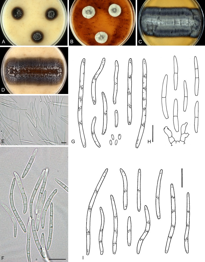 Fig. 16.